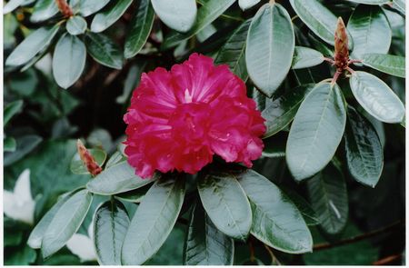 Rhodo Noyo Chief